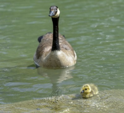 Bird 4.jpg