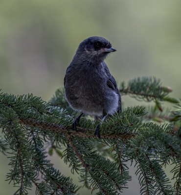 Bird 5.jpg