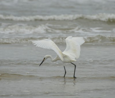 Bird 6.jpg