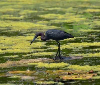 Bird 7.jpg