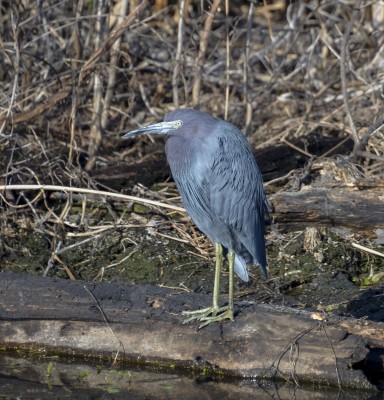 Bird 8.jpg