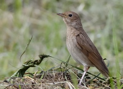 DSC_0047.jpg
