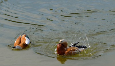 DSC_0150.jpg