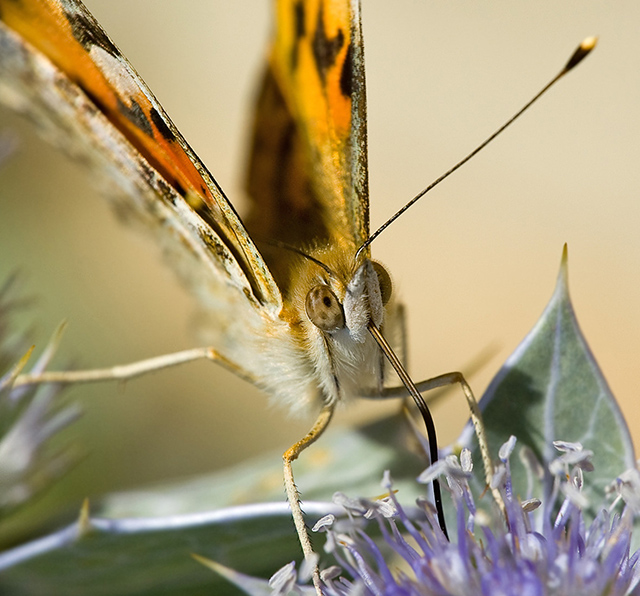 DSC_7682_Vanessa_cardui.jpg