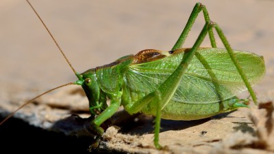 DSC_0354_1.jpg