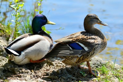 DSC_0517.JPG