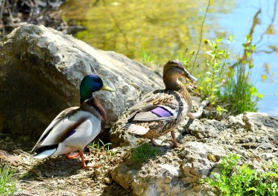 DSC_0515.JPG