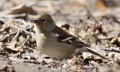 DSC_9333_1.jpg