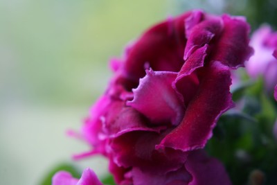 IMG_2307.jpg