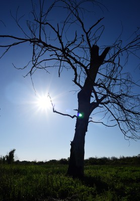 DSC_0875.jpg