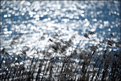 y-spring02.jpg