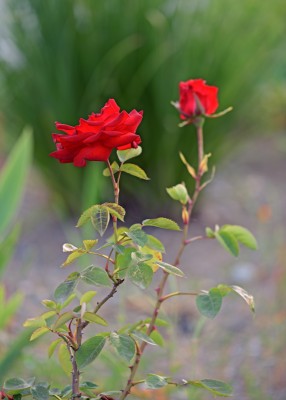 DSC_0275_1.jpg