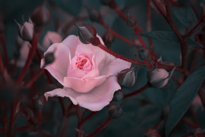 DSC_0208.jpg