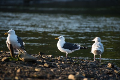 DSC_72867286.JPG
