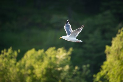 DSC_73007300.JPG