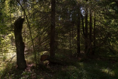 Composition-landscape01.jpg