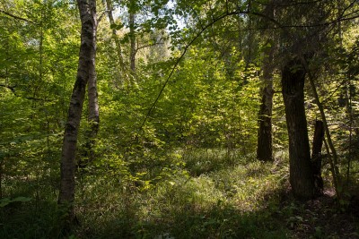 Composition-landscape04.jpg