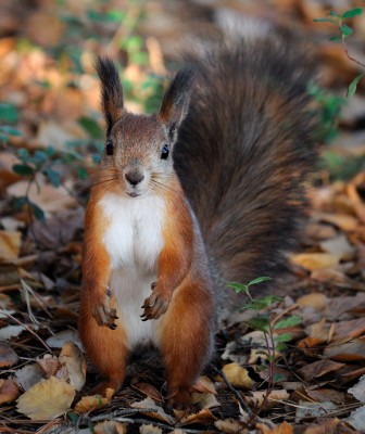 DSC_6289nx.jpg