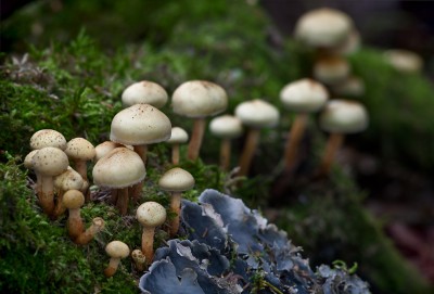DSC_5938ии.jpg