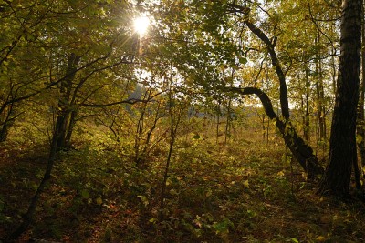 Сomposition-landscape10.jpg