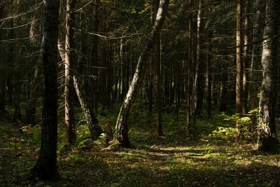 Сomposition-landscape11.jpg