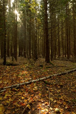 Сomposition-landscape12.jpg