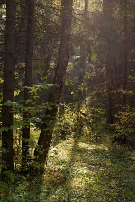 Сomposition-landscape14.jpg