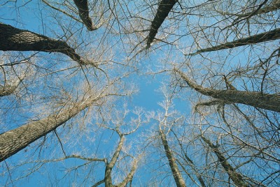 trees_2_v2_1_resize.jpg