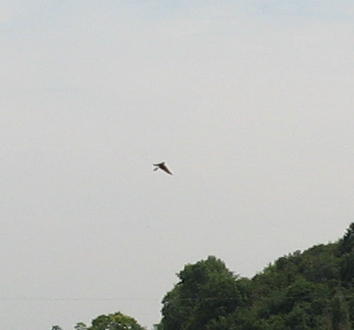 IMG_1323.JPG
