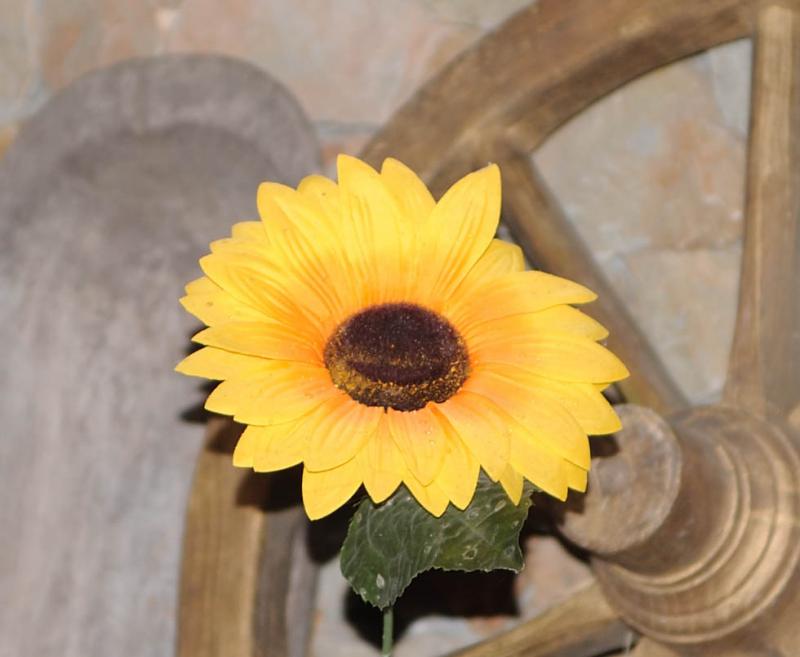 DSC_1374e.jpg
