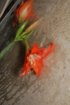 DSC_0093.jpg