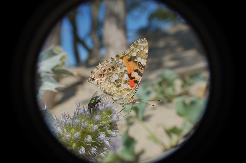 DSC_7638_18mm.jpg