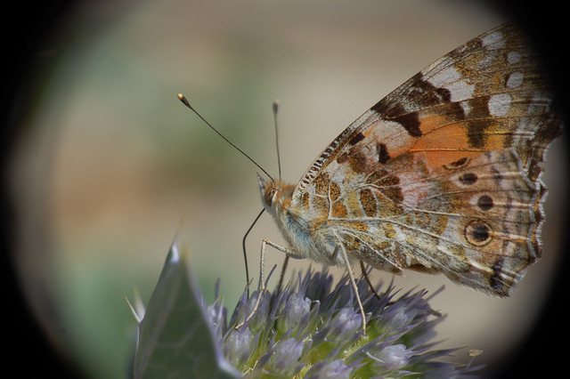 DSC_7629_48mm.jpg