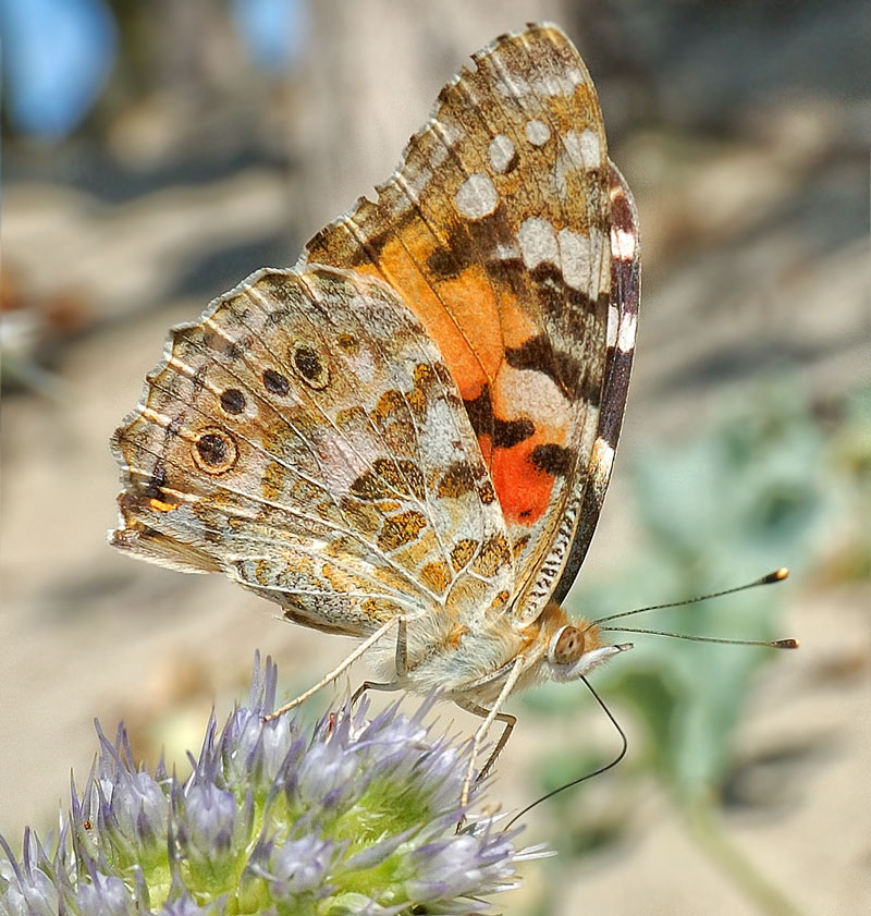 DSC_7636.jpg