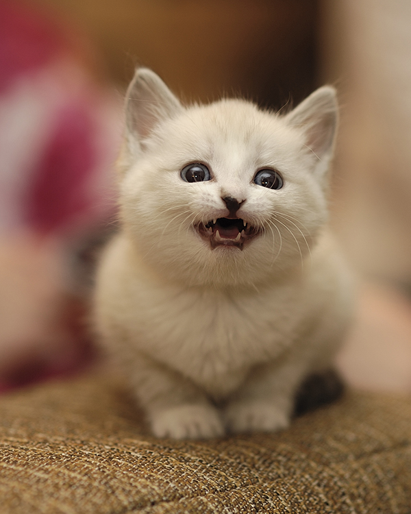 Котенок.jpg
