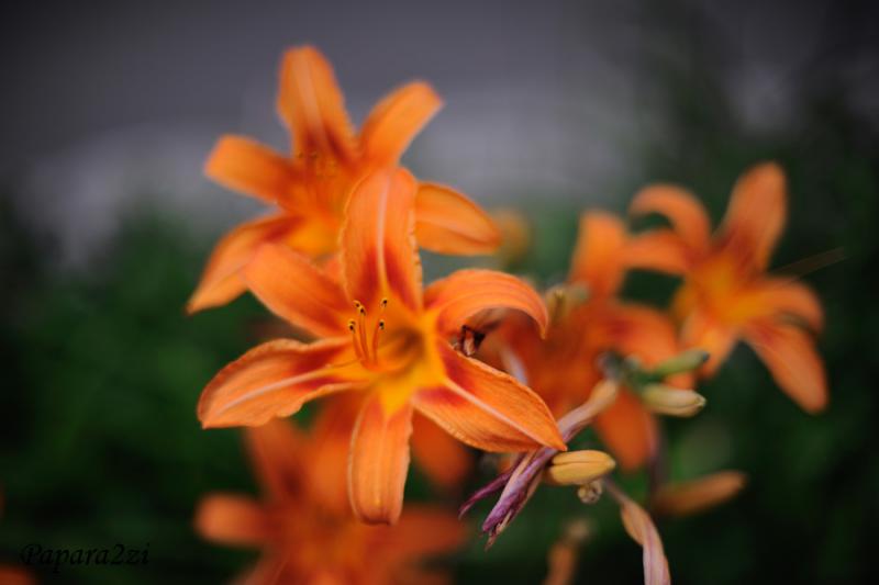 DSC_5687L.jpg