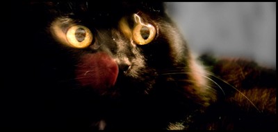 blacky.jpg