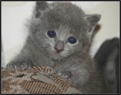 catz_29.jpg