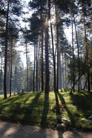 Утром в лесу