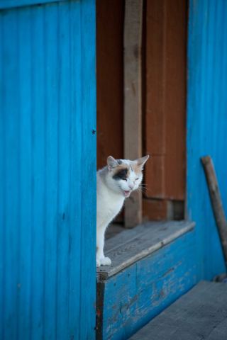 Деревенская кошка