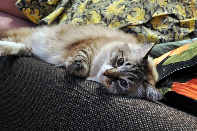 Cat