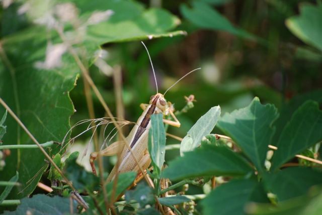 DSC_6244.JPG