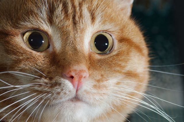 Котовзгляд