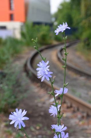 DSC_2635_Crop.jpg