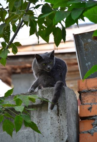 DSC_2757_Crop.jpg