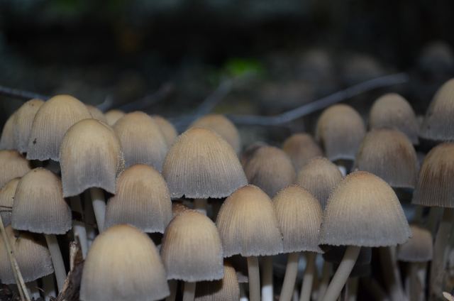 DSC_1201.JPG