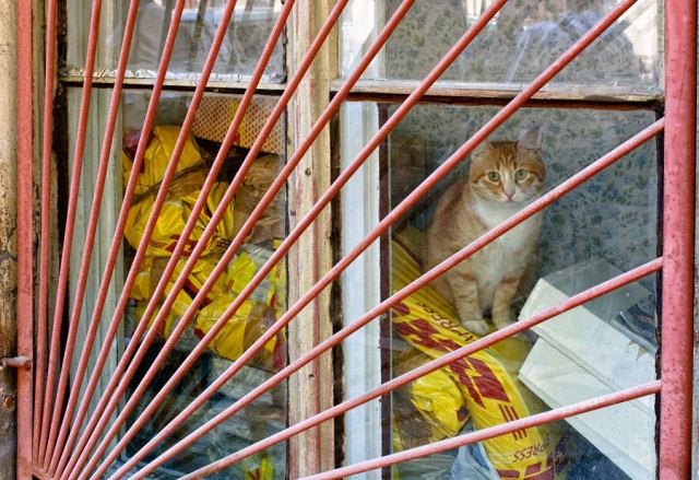 Кошкофото2