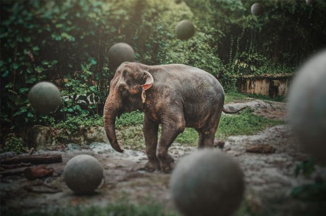 Sinagapore Elephant
