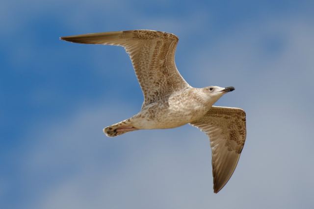 seagull 2
