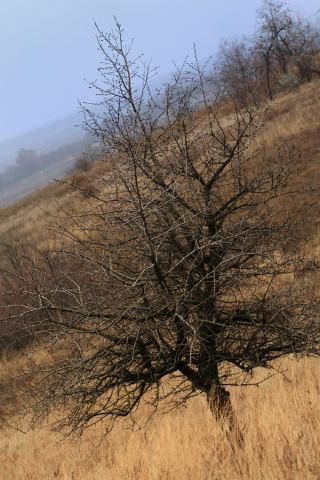 DSC_6107.jpg